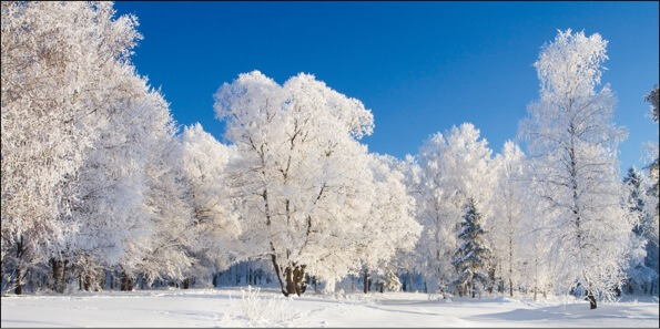 2023 für Firmen | Kategorie Winterlandschaften | Motiv: Verschneite Bäume - Artikel Nummer 11276