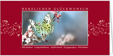 2025 Glückwunschkarten (Grusskarten)  - Programm 2025 | Motiv: Glücksfalter - Artikel Nummer 1157-805