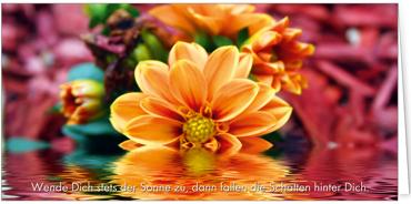 2025 Glückwunschkarten (Grusskarten)  - Programm 2025 | Motiv: Sonnenreflexe - Artikel Nummer 21040