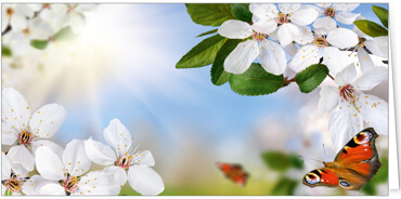 2025 Glückwunschkarten (Grusskarten)  - Programm 2025 | Motiv: Tagträume - Artikel Nummer 21049