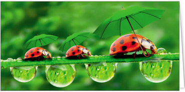 2025 Glückwunschkarten (Grusskarten)  - Programm 2025 | Motiv: Glücks-Kolonne - Artikel Nummer 21074