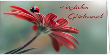 2025 Glückwunschkarten (Grusskarten)  - Programm 2025 | Motiv: Glückskäfer - Artikel Nummer 28005