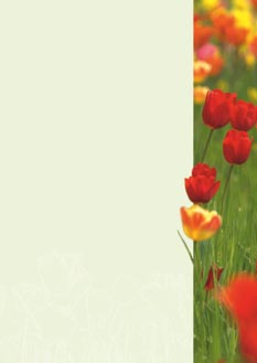 2025 Glückwunschbriefpapier-2025 | Motiv: Glückwunschbriefpapier DIN A4  21 x 29,7 cm - Artikel Nummer 80501