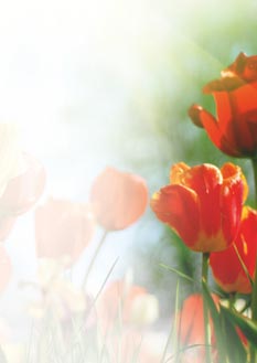 2025 Glückwunschbriefpapier-2025 | Motiv: Glückwunschbriefpapier DIN A4  21 x 29,7 cm - Artikel Nummer 80502