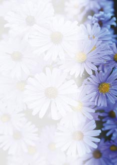 2025 Glückwunschbriefpapier-2025 | Motiv: Glückwunschbriefpapier DIN A4  21 x 29,7 cm - Artikel Nummer 80504