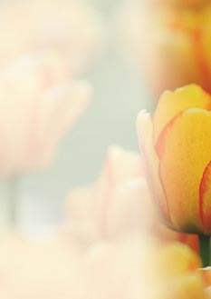 2025 Glückwunschbriefpapier-2025 | Motiv: Glückwunschbriefpapier DIN A4  21 x 29,7 cm - Artikel Nummer 80505